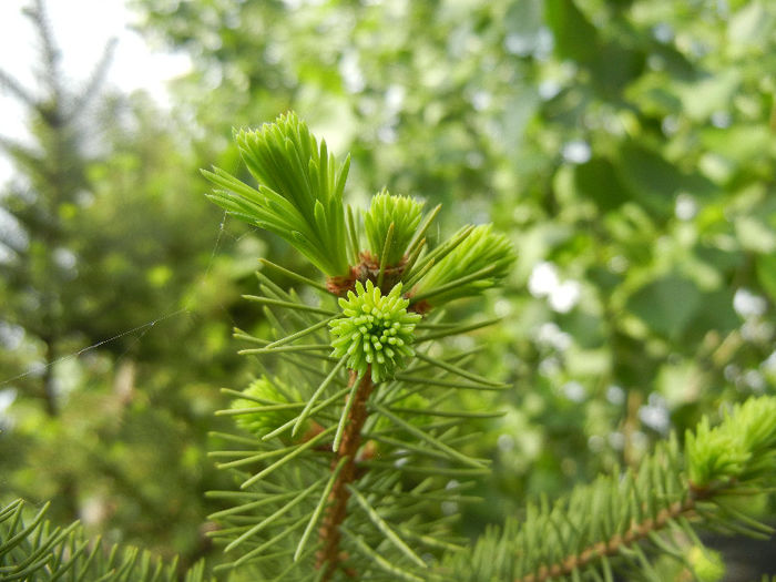 Picea abies_Molid (2012, May 05)