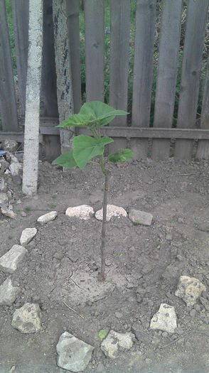 Paulownia Tomentosa dupa; Paulownia Tomentosa dupa taiere. 3 mai 2013, NU a fost taiat de jos, rupti toti lastarii, lasat cel mai viguros sus
