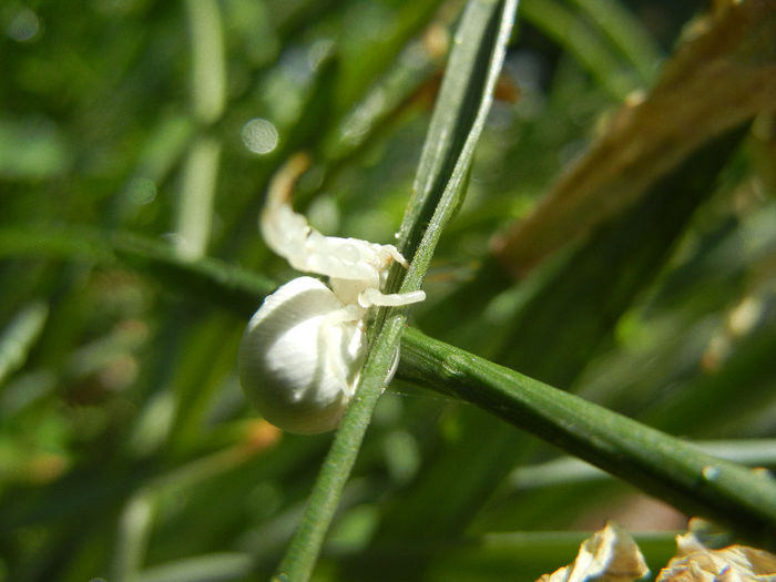 White Crab Spider (2013, May 07); ... on grass.
