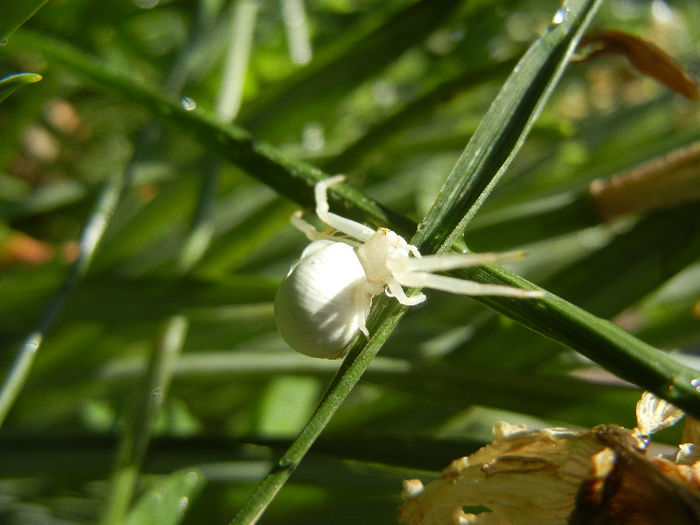 White Crab Spider (2013, May 07); ... on grass.

