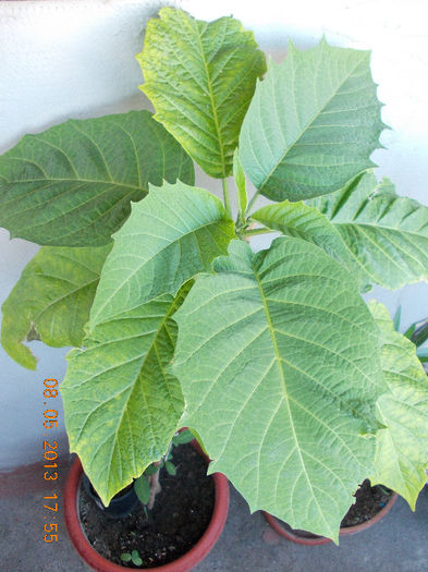 8 mai 2013-flori 079 - brugmansia si datura