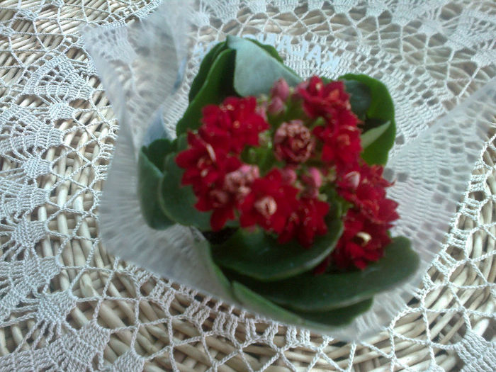 Kalanchoe rosu inchis