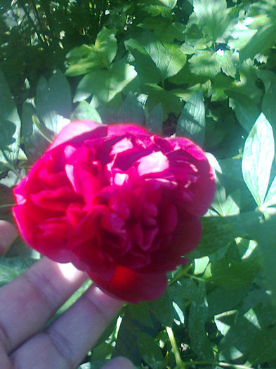 bujor rosu - flori 2013