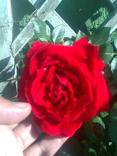 imperial chrisler prima floare de rosa anu asta - flori 2013