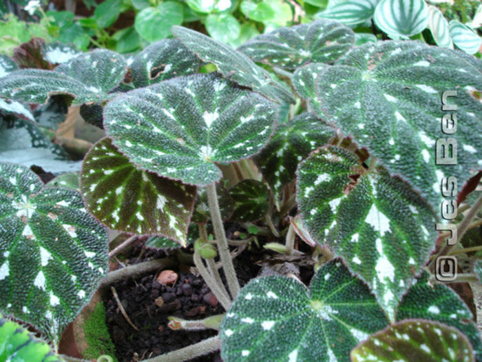 begonia rex4