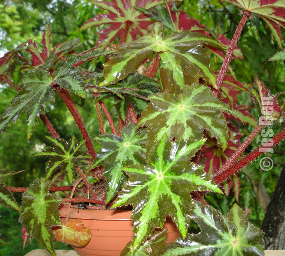 begonia rex11