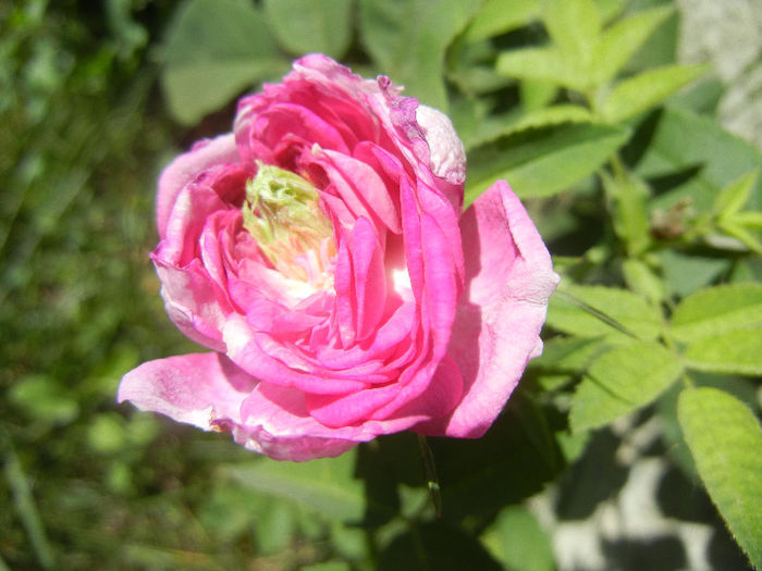 Pink Rose (2013, May 10)