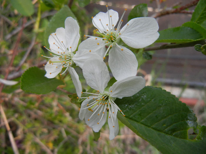 Sour Cherry Blossom (2013, April 20) - Sour Cherry Tree_Visin