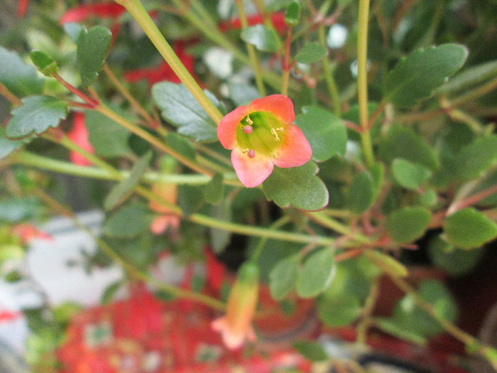 kalanchoe tessa