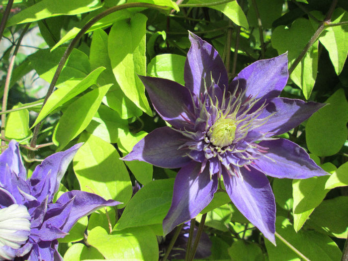 clematis