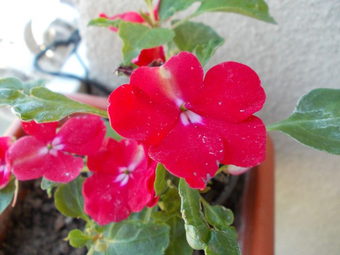 DSCN0531 - impatiens