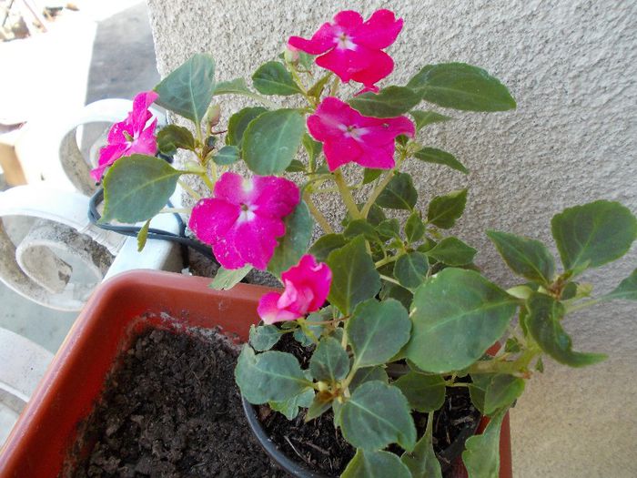 DSCN0536 - impatiens