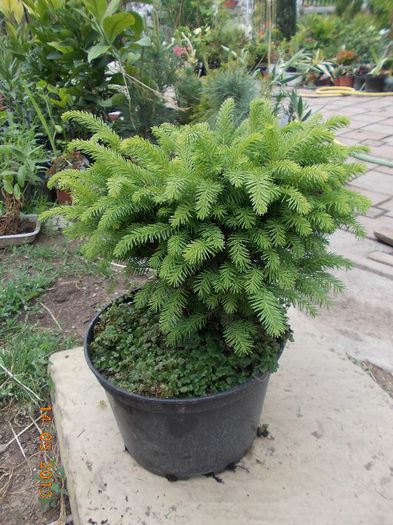 picea nidiformis 35