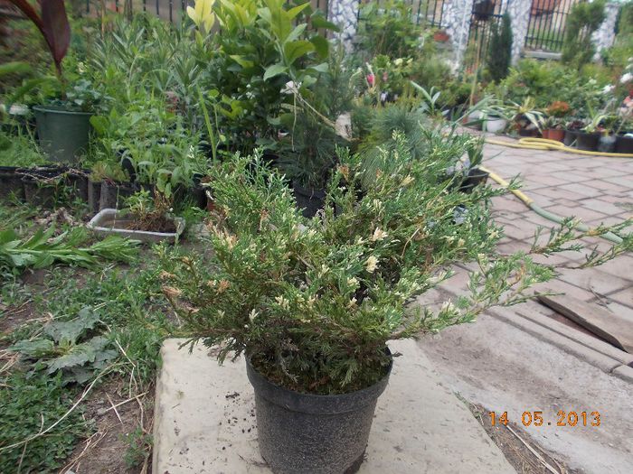 junip. andorra variegata 28