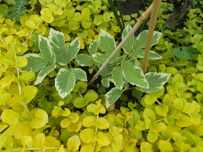 Lysimachia nummularia 'Aurea' si planta variegata - Gradina de flori 2013