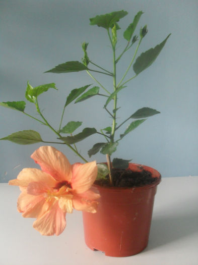 SDC10277 - HIBISCUS 2013