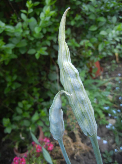 Allium siculum (2013, May 15)