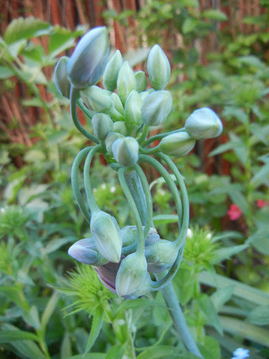 Allium siculum (2013, May 15)