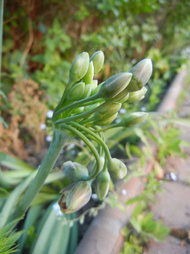 Allium siculum (2013, May 15) - Nectaroscordum siculum