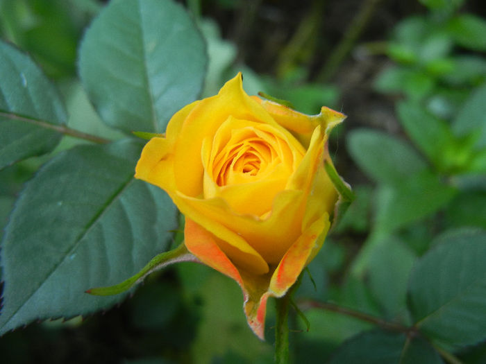 Yellow Miniature Rose (2013, May 15) - Miniature Rose Yellow