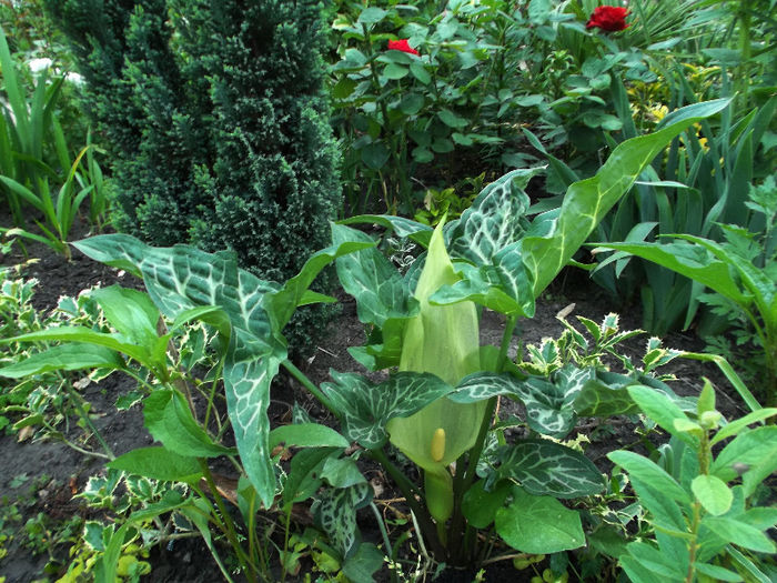 Arum Maculatum - Gradina de flori 2013