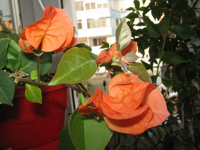 IMG_3080 - 000 Bougainvillea 2013 - 2014