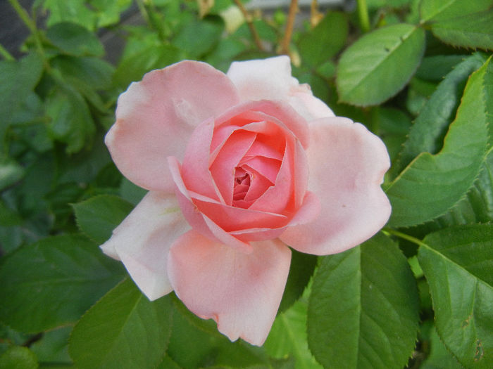 Rose Pleasure (2013, May 18)