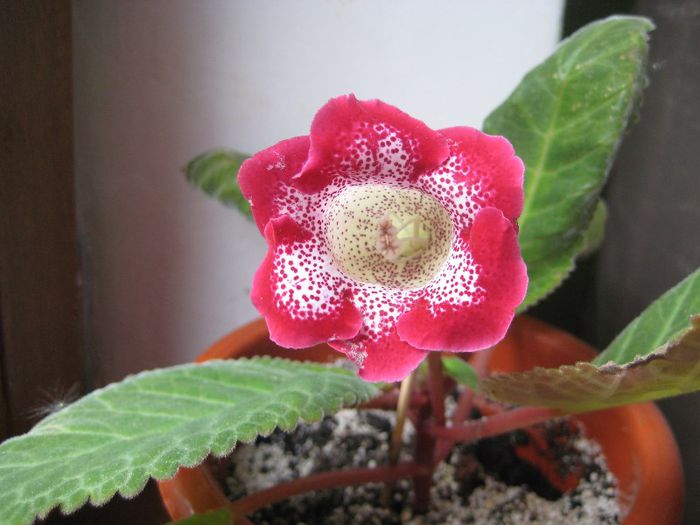 gloxinia tigrina red