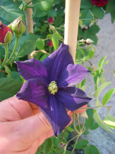 ROMANTIKA - clematite 2013