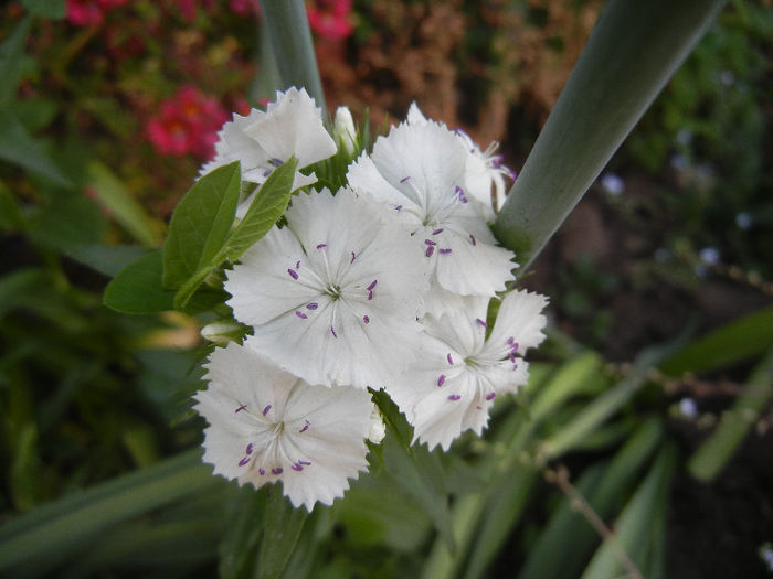 Dianthus barbatus (2013, May 18) - Dianthus Barbatus