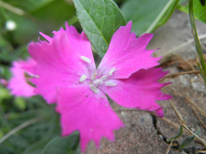 Dianthus Kahori (2013, May 18)