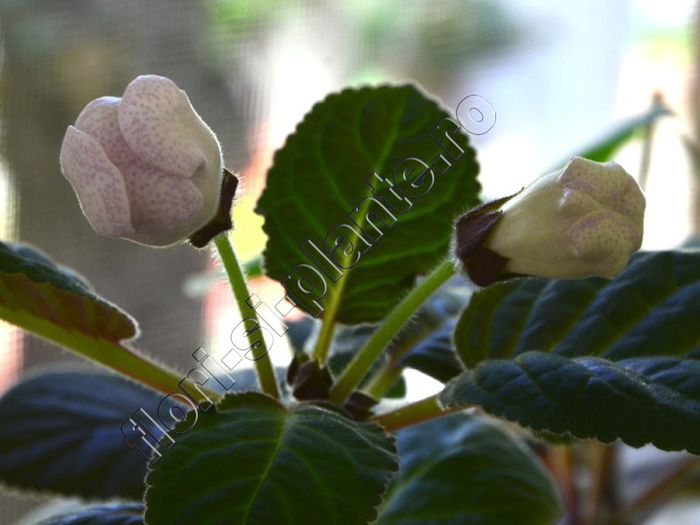 Gloxinia Jolly Rain - GLOXINIA _ SINNINGIA