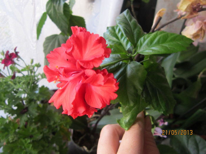 hibiscus dantelat si rotund - flori