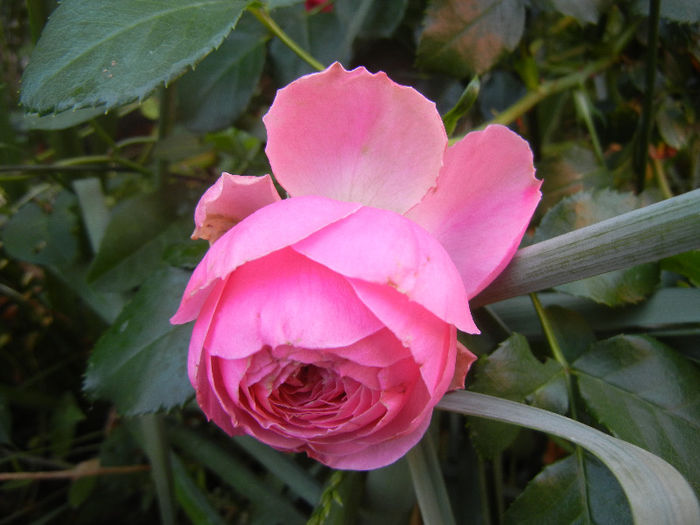Rose Louise Odier (2013, May 20)