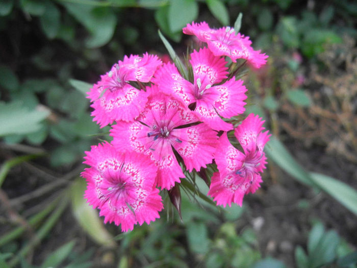 Dianthus barbatus (2013, May 22) - Dianthus Barbatus