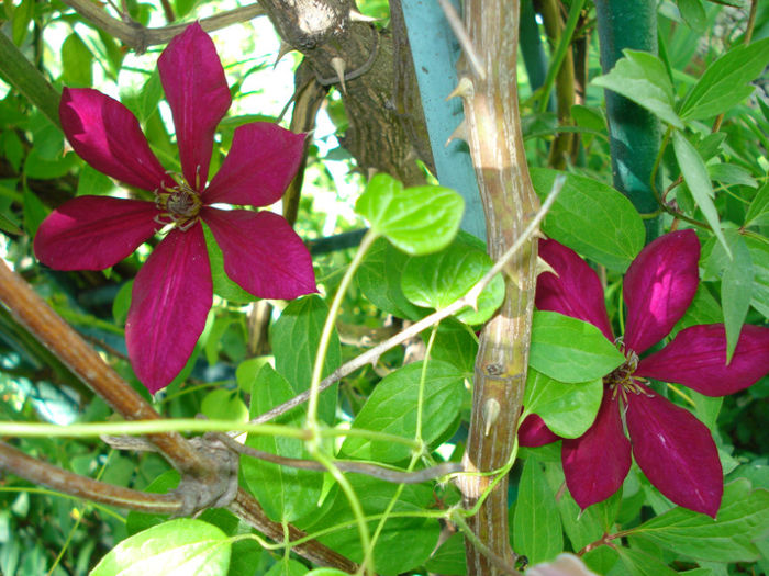 DSC06769 - Clematis 2013