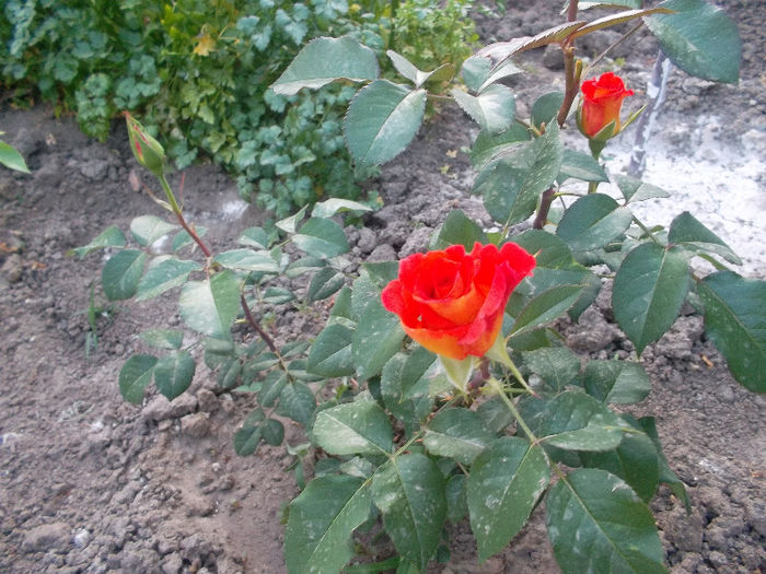 SAM_2481 - trandafiri 2013