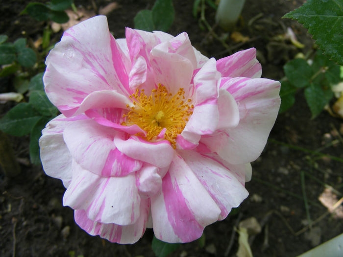 Rosa Gallica Versicolor - Rosa Gallica Versicolor pierdut