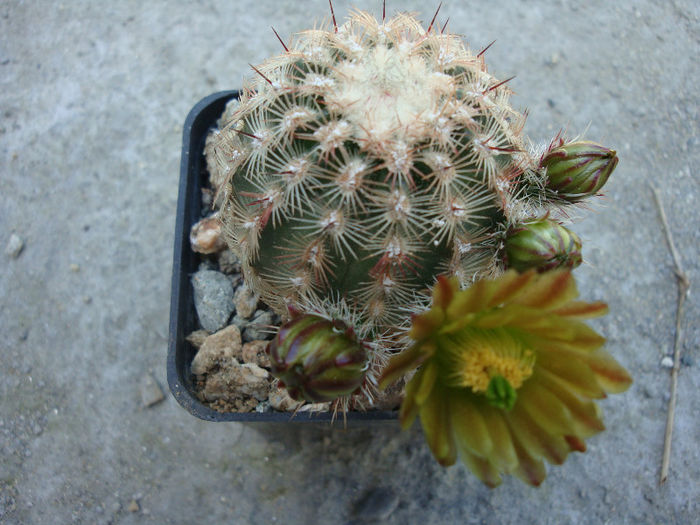 Echinocereus chloranthus     (Engelm.) J.N.Haage 1859