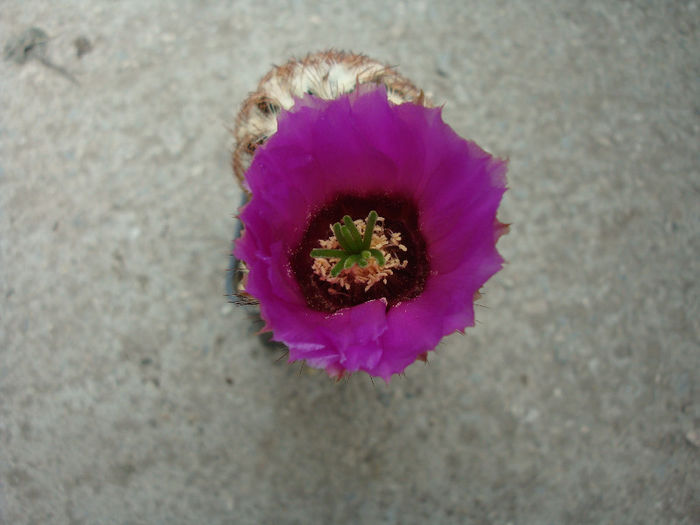 Echinocereus engelmannii var. chrysocentrus (Engelm. & J.M.Bigelow)  R