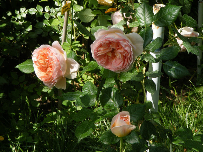 Abraham Darby - Abraham Darby