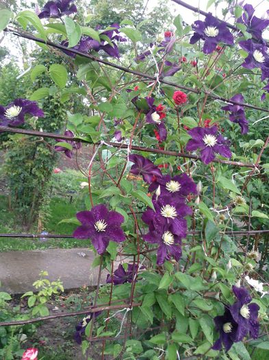 Photo1477 - 2013 clematis