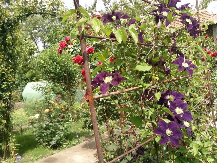 Photo1505 - 2013 clematis