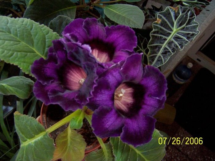 Gloxinia Hollywood - Gradina veche