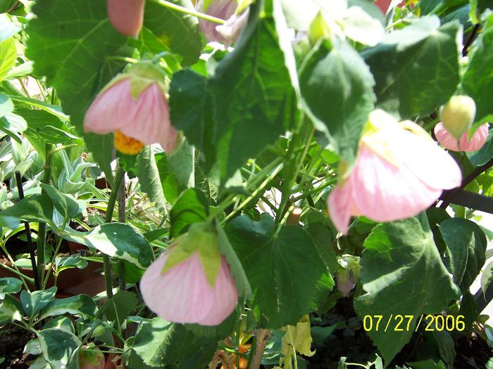 Abutilon - Gradina veche