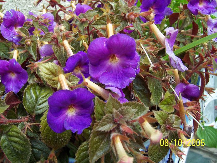 Achimenes - Gradina veche