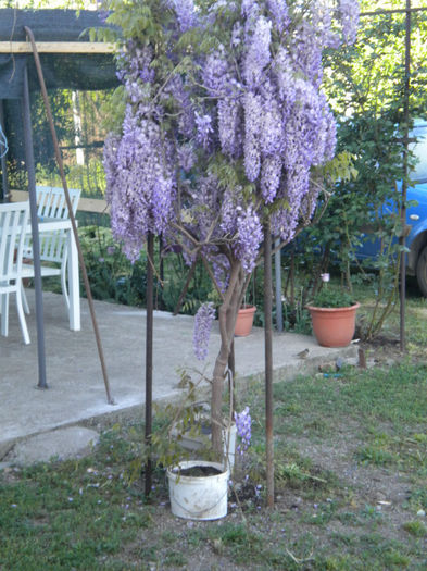 DSCN4966 - Wisteria-salcam japonez 2013