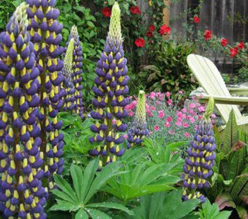 lupin orice culoare