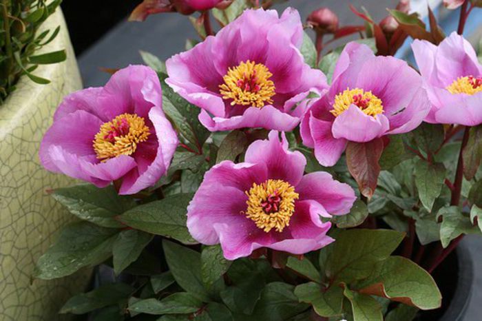 paeonia cambessedesii