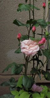 trandafir&clematis roz-25mai2013